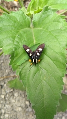Androloma disparata