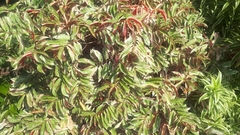 Excoecaria cochinchinensis