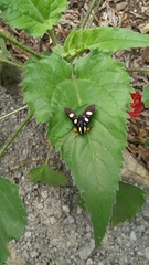 Androloma disparata
