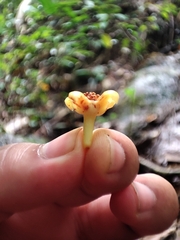 Garcinia cowa, photograph (c) Muhammad HEEMBOO, some rights reserved (CC BY)