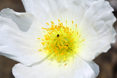 Papaver sokolovskajae