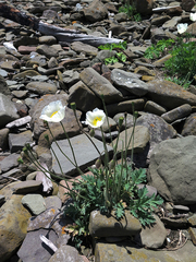 Papaver sokolovskajae