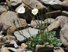 Papaver sokolovskajae