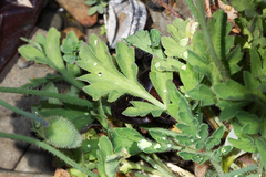 Papaver sokolovskajae