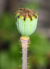 Papaver sokolovskajae