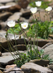 Papaver sokolovskajae