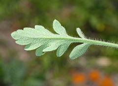 Papaver sokolovskajae