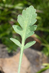 Papaver sokolovskajae