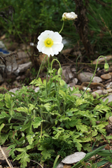 Papaver sokolovskajae