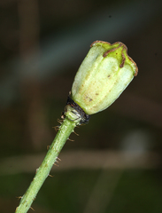Papaver sokolovskajae
