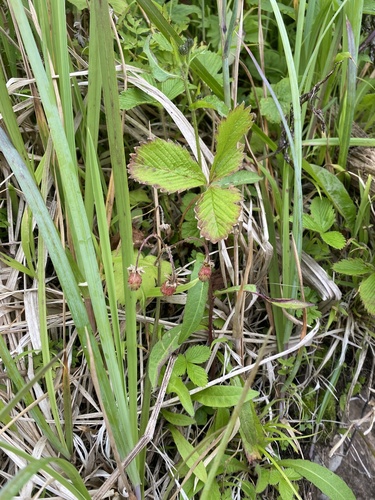 Fragaria nipponica iNat (2)