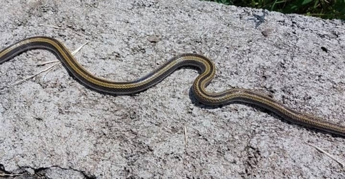 Striped Ethiopian Snake