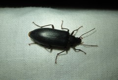 Eupsophulus castaneus