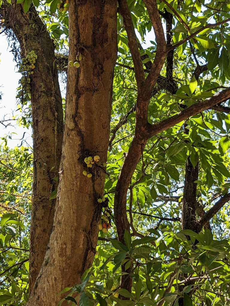 Sung – Ficus variegata