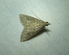 Saucrobotys futilalis