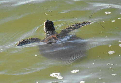 Green Sea Turtle photographed in Florida