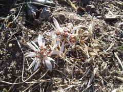 Euphorbia radians