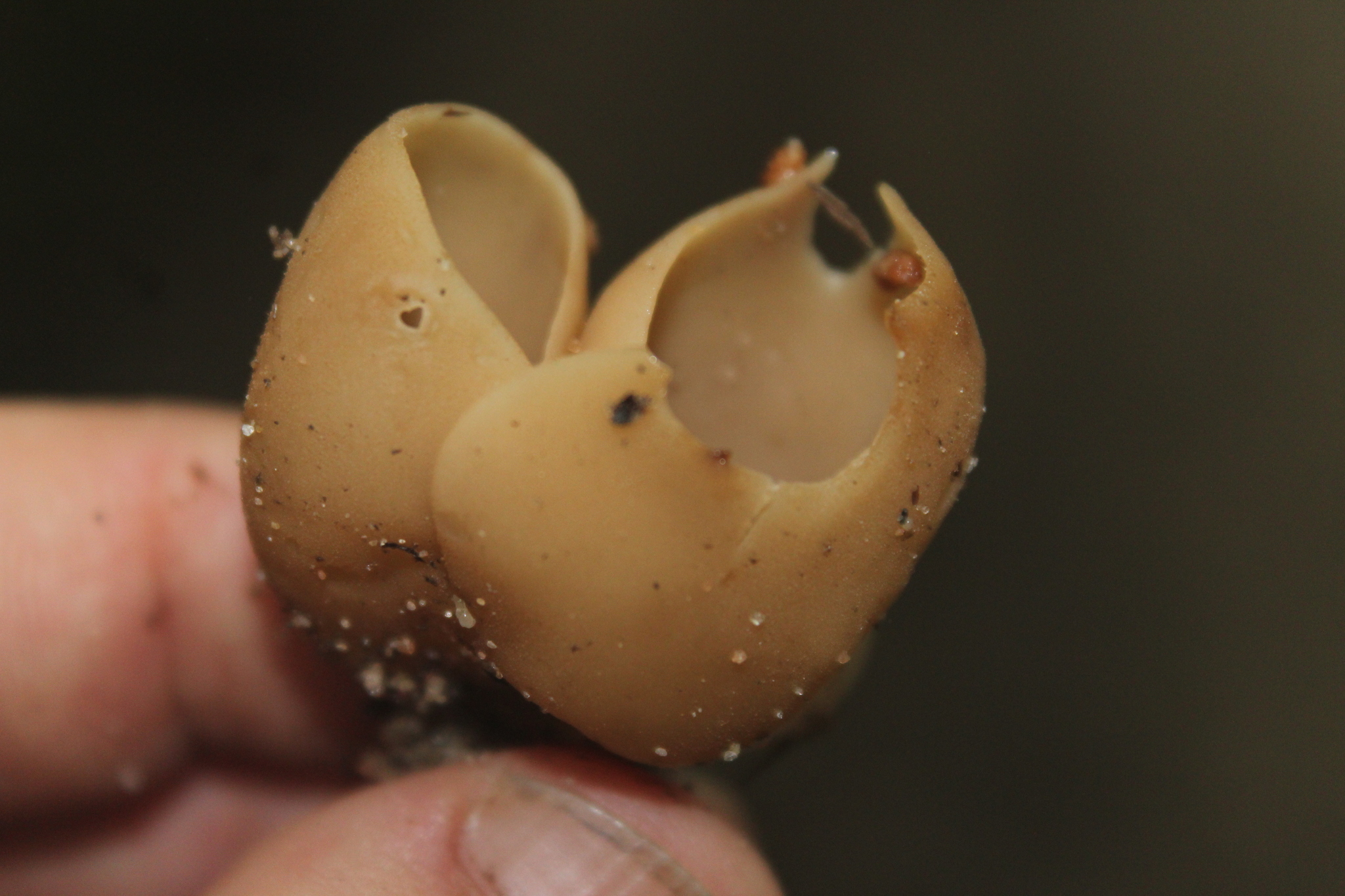 Otidea onotica