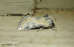 Crimona pallimedia