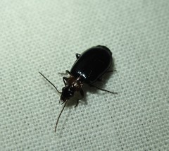 Lebia cyanipennis