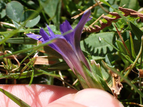 Image of Gentiana pyrenaica by (c) Louis Aureglia, some rights reserved (CC BY)