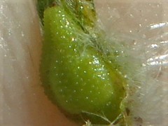 Cryptantha barbigera fergusoniae