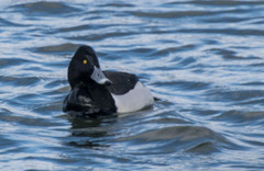 Aythya collaris × fuligula