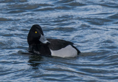Aythya collaris × fuligula