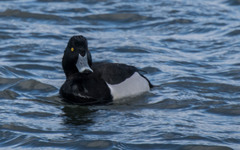 Aythya collaris × fuligula