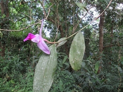 Sobralia decora