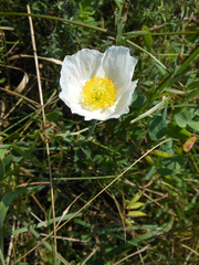 Papaver sokolovskajae