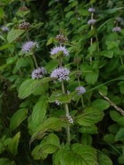 Wild mint (Mentha sativa)