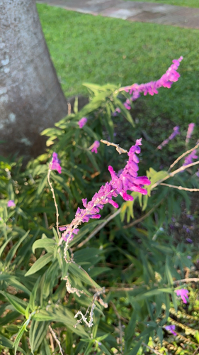 Image of Salvia leucantha by (c) Codrin Bucur, some rights reserved (CC BY)