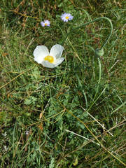 Papaver sokolovskajae