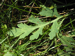 Papaver sokolovskajae