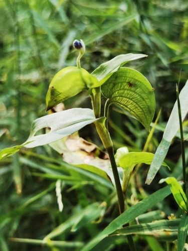 Asiatic dayflower