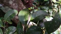 Suregada