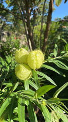 Gomphocarpus physocarpus image