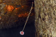 Dunckerocampus dactyliophorus