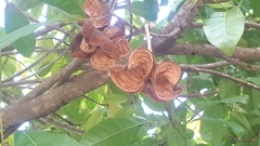 Sterculia parviflora