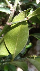 Suregada