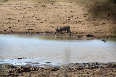 Phacochoerus africanus