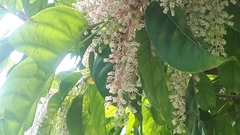 Sterculia parviflora