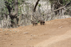 Phacochoerus africanus