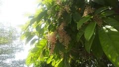 Sterculia parviflora