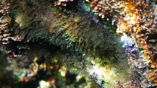 Sertularelle de Méditerranée