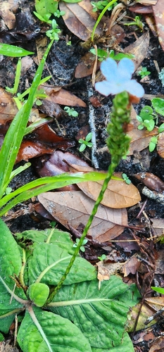 Image of Elytraria caroliniensis by (c) Jeanene Arrington-Fisher, some rights reserved (CC BY)