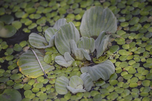 Pistia stratiotes