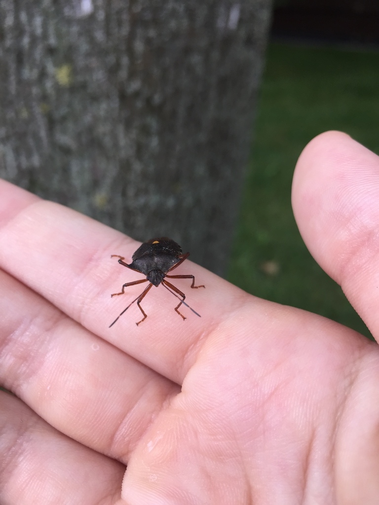 Forest Bug from Восточный административный округ, Москва, Россия on