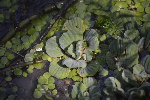 Pistia stratiotes